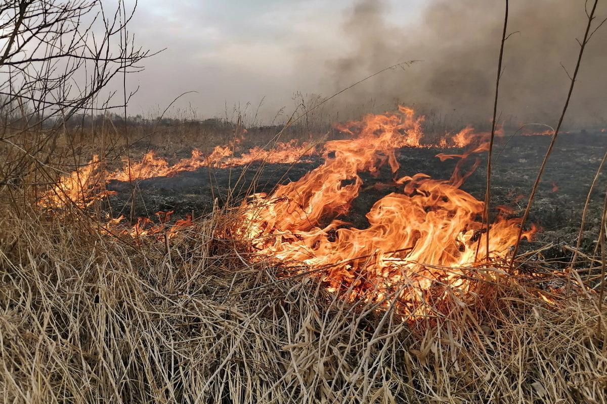 ПАМЯТКА ПО ПАЛАМ ТРАВЫ — Новостной портал Ковровского района